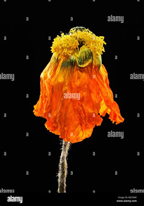 Withered Dried Up Poppy Blossom Iceland Poppy Papaver Nudicaule