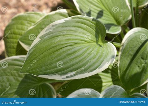 Plantain Lily Or Hosta Foliage Plant With Multiple Tall Upright Scapes