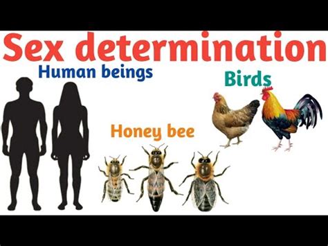 Sex Determination In Human Beings Birds And Honey Bee Pravin Bhosale