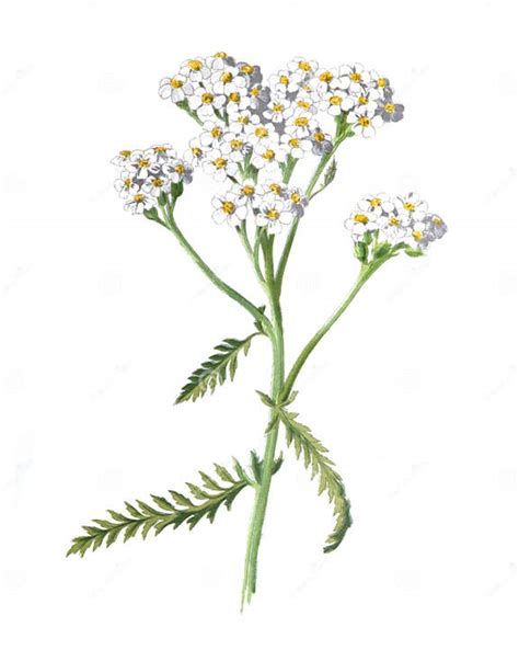 Flor De Yarrow O Flor De Achillea Millefolium Ilustración Antigua De Flores De Campo Dibujadas