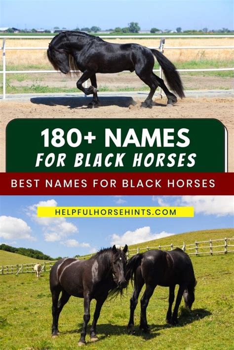 180+ Names for Black Horses - Helpful Horse Hints