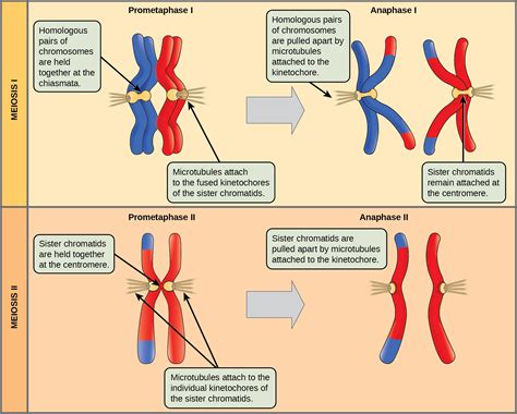 Biology 2e, Genetics, Meiosis and Sexual Reproduction, The Process of