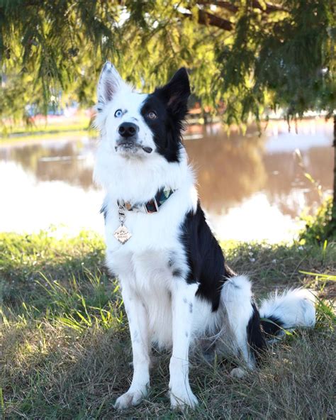 Black and white Border Collie with "pirate" marking (the marking ...