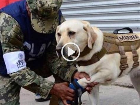 Frida Il Cane Che Ha Salvato 12 Persone In Messico Corriere TV