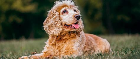 Como Se Trata El Hipotiroidismo En Perros