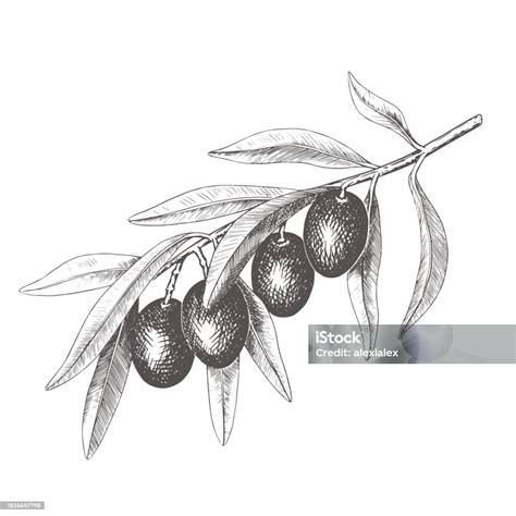 Hand Drawn Olive Tree Branch With Olive Fruit And Leaves Vintage