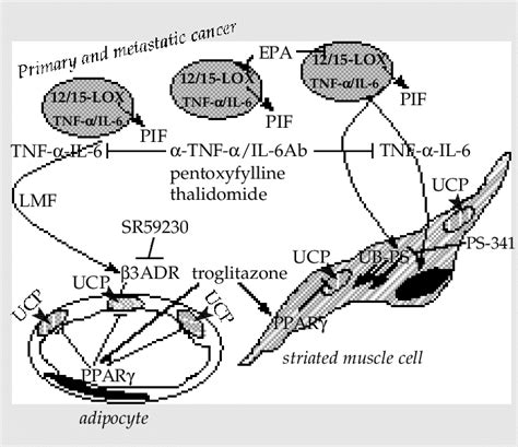 Molecular Pathways Of Cancer Cachexia Pif Proteolysis Inducing