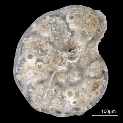 Hyalinea Balthica North Sea WH335 Box D None Recent Holocene Quaternary