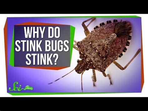 What Does a Stink Bug Smell Like? | Fragranceze