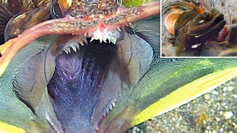 Fisch sieht aus wie gefährliche Vagina