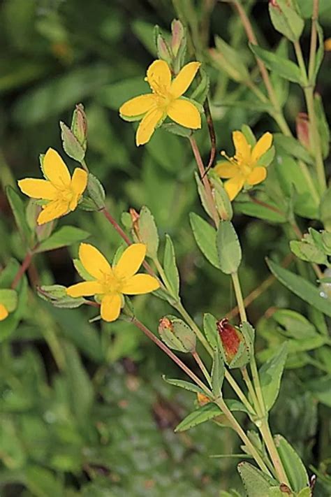 Trailing St John S Wort Plant Care Growing Basics Water Light