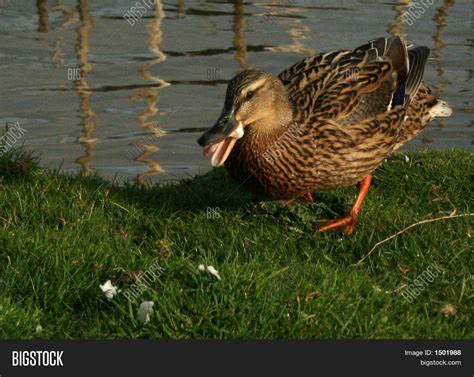 Mallard Duck Eating Bread Image & Photo | Bigstock