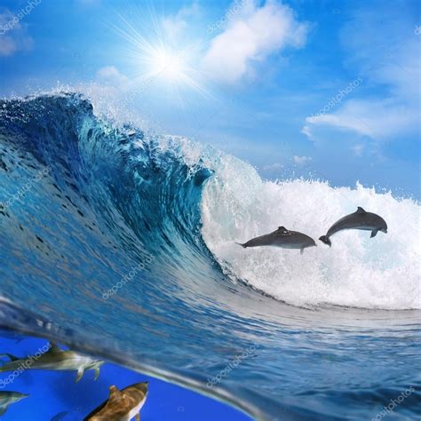 Happy Playful Dolphins Jumping On Breaking Wave Stock Photo By ©vitaliy