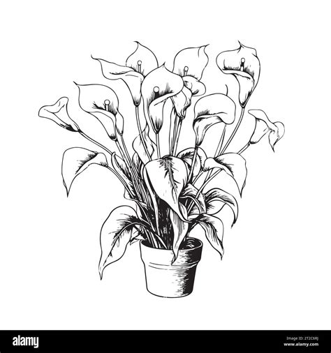 Calla Lily In Pots Sketch Hand Drawn Vector Illustration House Flowers Stock Vector Image And Art