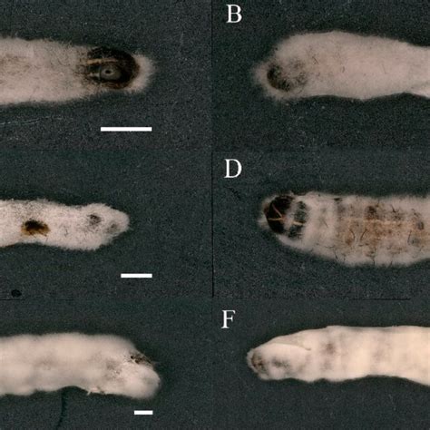 Spodoptera Frugiperda Larvae Infected With Beauveria Bassiana Pfbb Download Scientific Diagram