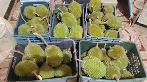 A Grade Fresh Durian Fruit Packaging Type Carton Packaging Size 5