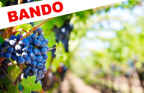 BANDO RISTRUTTURAZIONE E RICONVERSIONE VIGNETI CAMPAGNA 2018 2019