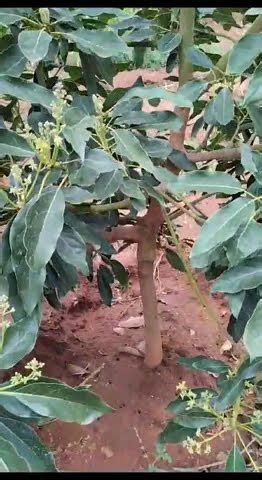 Hass Avocado Flowering Farminginkenya Fruitfarming Youtube