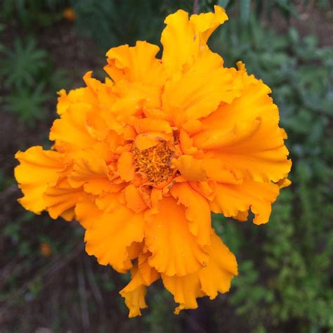 African Marigold Franken Farm Seed Company