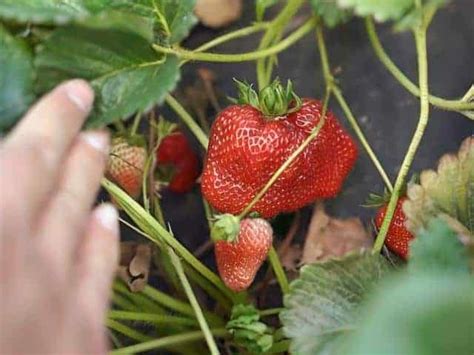 9 Best Strawberry Picking Farms Near San Diego Pyo 2025