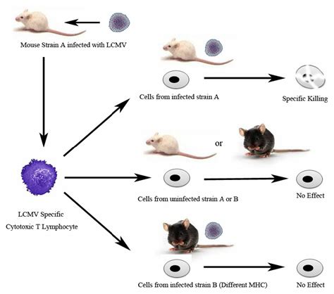 The Discovery Of Major Histocompatibility Complex Mhc Restriction