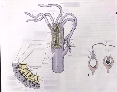 Zoology, Phylum Cnidaria Hydra Structure Diagram | Quizlet