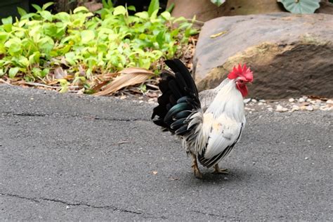 Japanese Bantam Chicken: Breed Info, Pictures, Facts, Uses ...