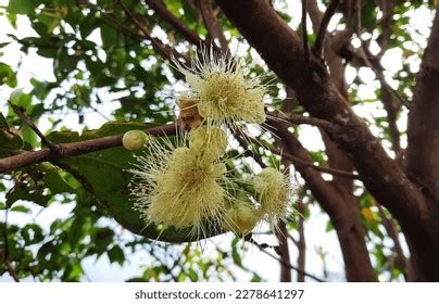 4,397 Guava Tree Flower Images, Stock Photos & Vectors | Shutterstock