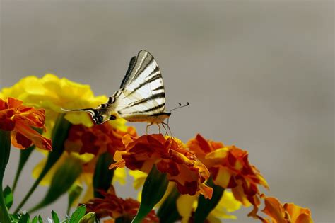 燕尾 Iphiclides Podalirius 花朵 Pixabay上的免费照片 Pixabay