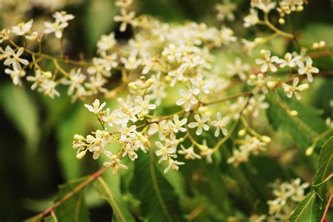 Neem Flowers on a Tree. 11913301 Stock Photo at Vecteezy