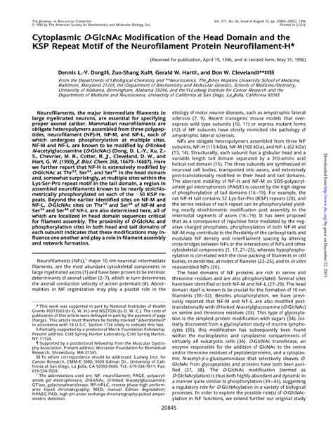 Pdf Cytoplasmic O Glcnac Modification Of The Head Domain And The Ksp