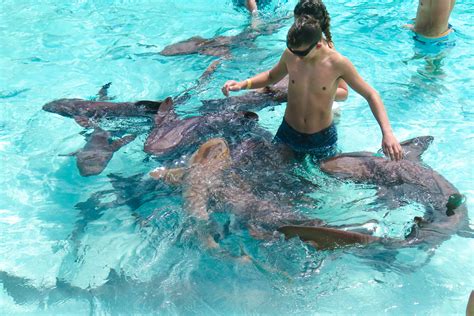 The Top Bahamas Swim With Sharks Tour At Compass Cay Exumas