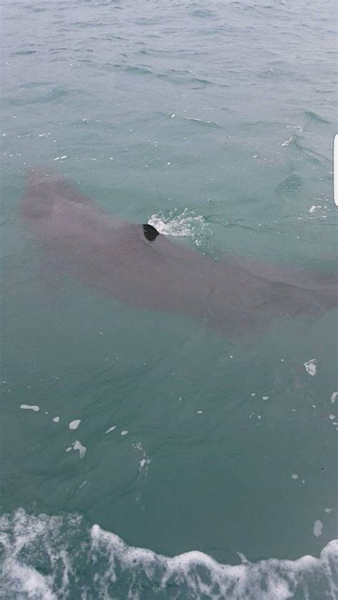 Basking Sharks In Cornwall Top Hotspots Cornish Vybes