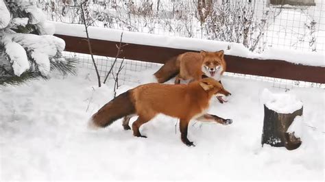 Раз лиса и два лиса - деловая колбаса - YouTube