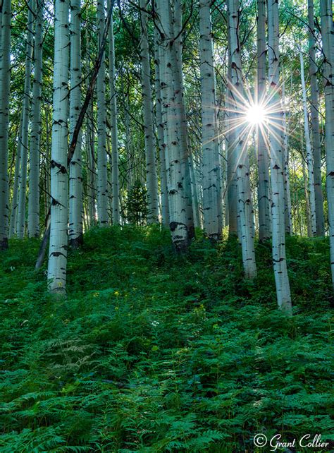 Aspen in Summer, Kebler Pass