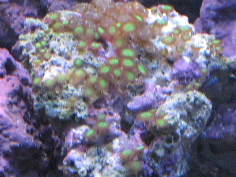 Polyps Dying..... - Coral Forum - Nano-Reef Community