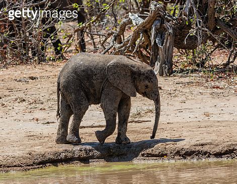 Elephant Calf At A Watering Hole 이미지 1157941072 게티이미지뱅크