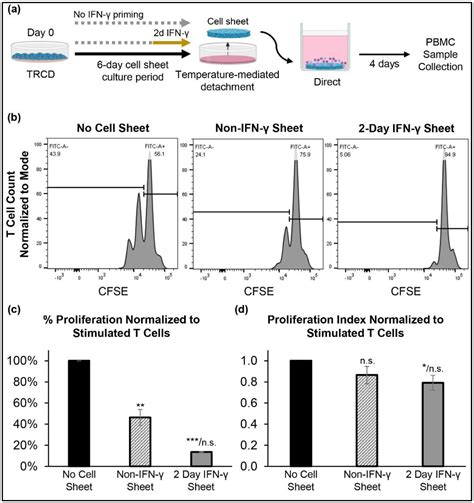 Cells Free Full Text Interferon Gamma Primed Human Clonal