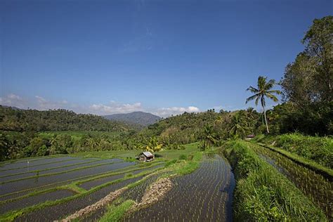 Wide Green Rice Terraces At Bali Scenery Traditional Bali Photo ...