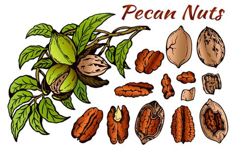 Pecan Illustration