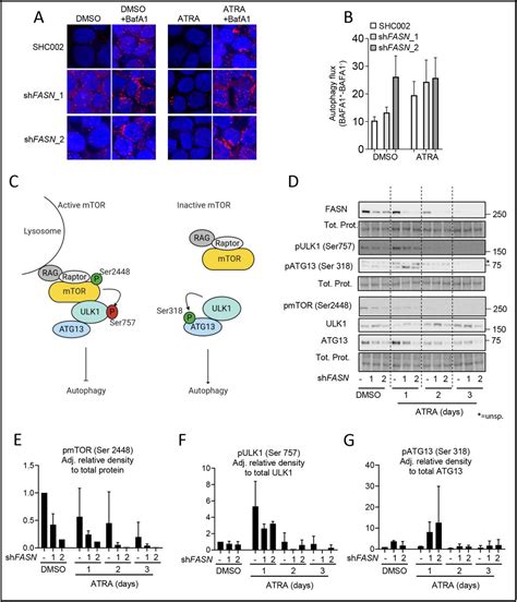 P Ulk1 Cell Signaling Technology Inc Bioz