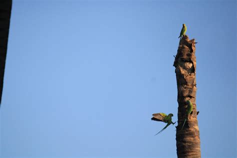 flying parrot - Free Image by KARRA NIKHIL REDDY on PixaHive.com