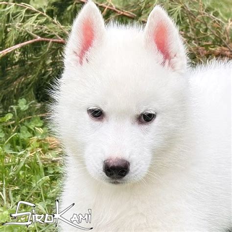 Cachorro Husky Siberiano Blanco 【Sirokami