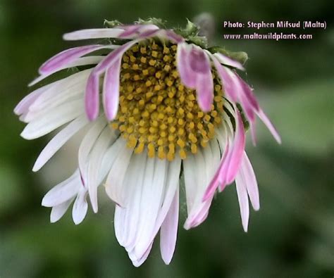 Bellis Sylvestris Southern Daisy MaltaWildPlants The Online