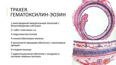 Экзменационные препараты по гистологии - презентация онлайн