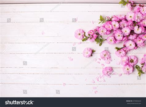 Background Bright Pink Flowers On White Stock Photo 374583223 | Shutterstock