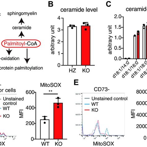 Increased Mitochondrial Superoxide Production In Lpcat1 Knockout KO