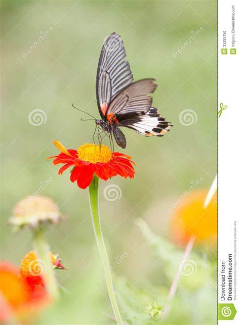 Mariposa De Monarca Foto De Archivo Imagen De Bueno 33293130