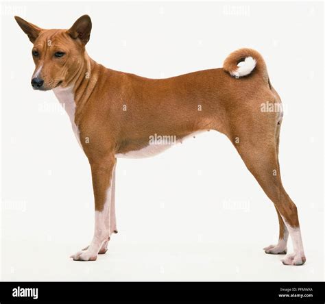 Basenji dog standing, side view Stock Photo - Alamy