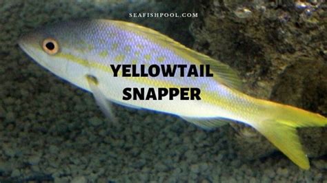 Yellowtail Snapper - Profile | Facts | Taste | Size | Limit | Diet ...